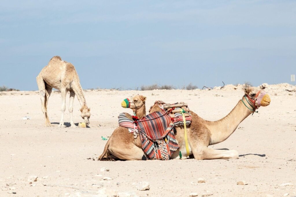 Animals That Live in the Qatar Safari Desert